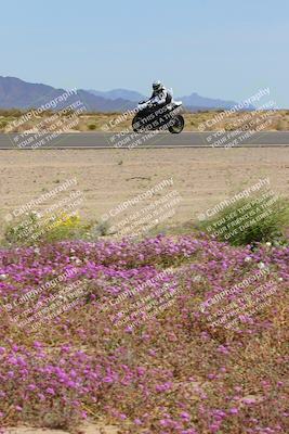 media/Mar-12-2023-SoCal Trackdays (Sun) [[d4c8249724]]/Turn 15 Inside Bloom (130pm)/